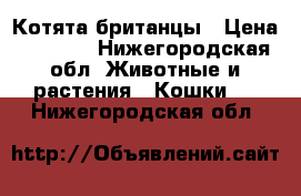 Котята британцы › Цена ­ 1 500 - Нижегородская обл. Животные и растения » Кошки   . Нижегородская обл.